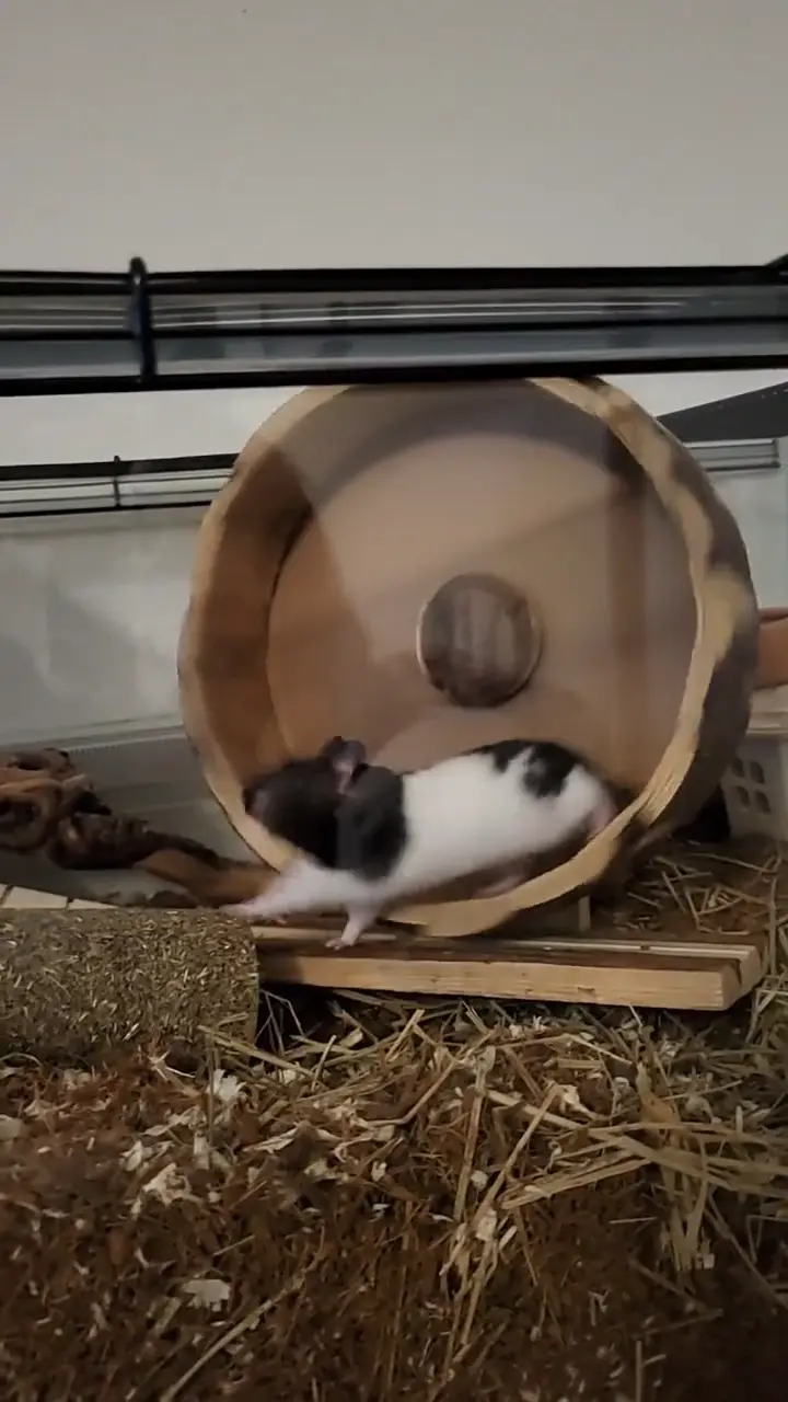wuseling around