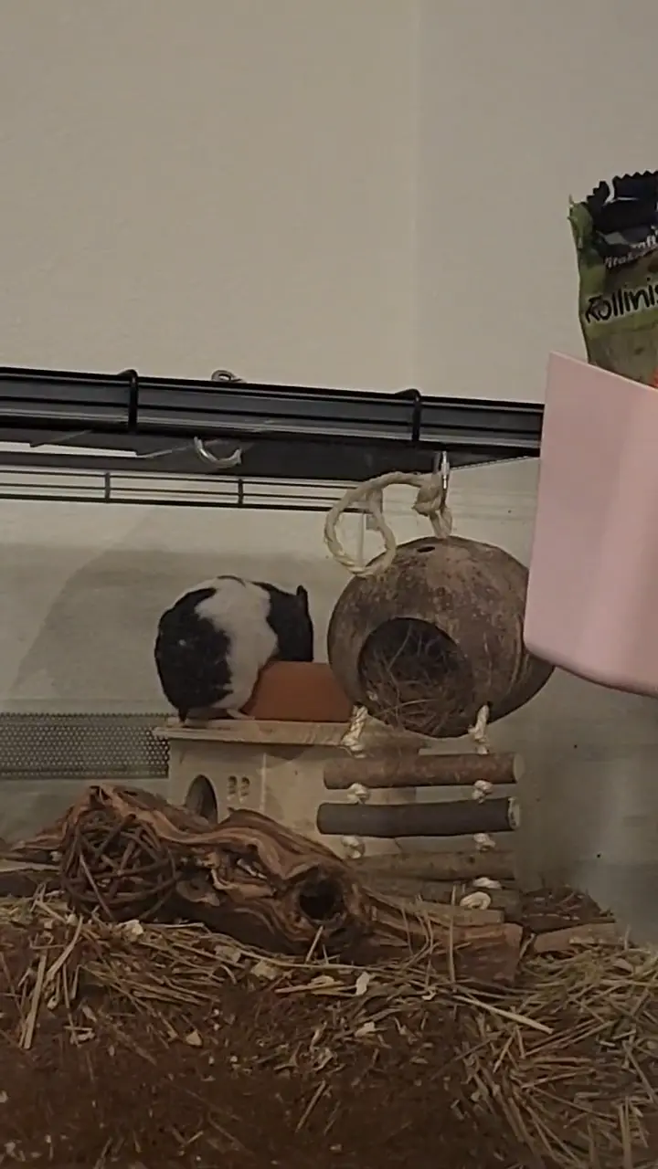 sip sip